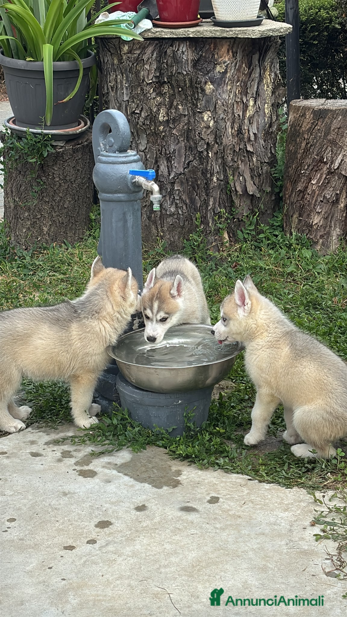 Husky cani Cuccioli di meravigliosi husky cercano casa - Annuncio 2