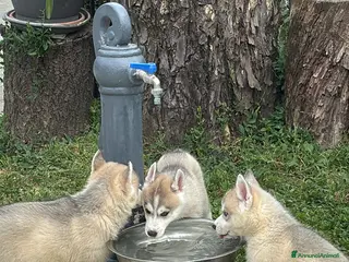 Husky cani Cuccioli di meravigliosi husky cercano casa - Annuncio 2