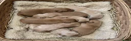 Golden Retriever cani in vendita: Golden Retriever Americani 100% con Pedigree ENCI - Annuncio 7