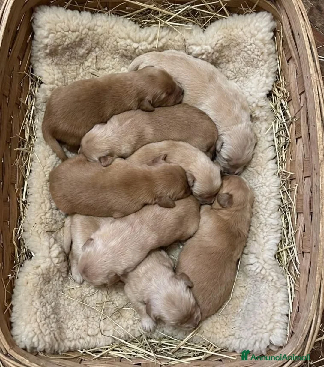 Golden Retriever cani in vendita: Golden Retriever Americani 100% con Pedigree ENCI - Annuncio 7