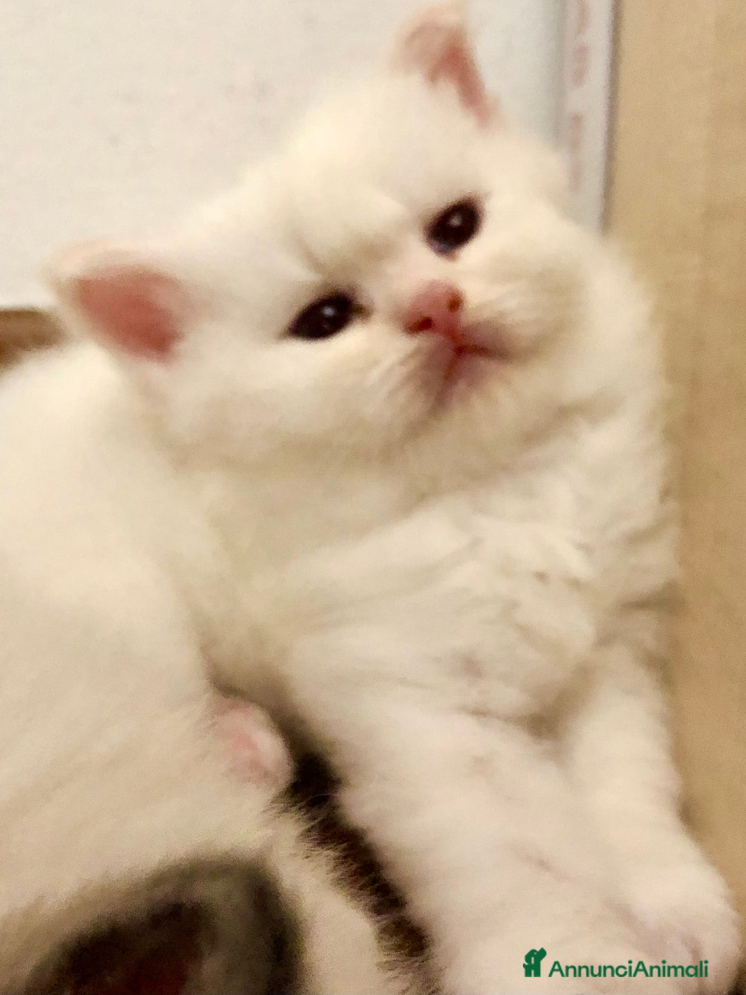 Siberiano gatti in vendita: Cuccioli di Gatto Siberiano Ipoallergenico a Provincia di Varese - Immagine 16