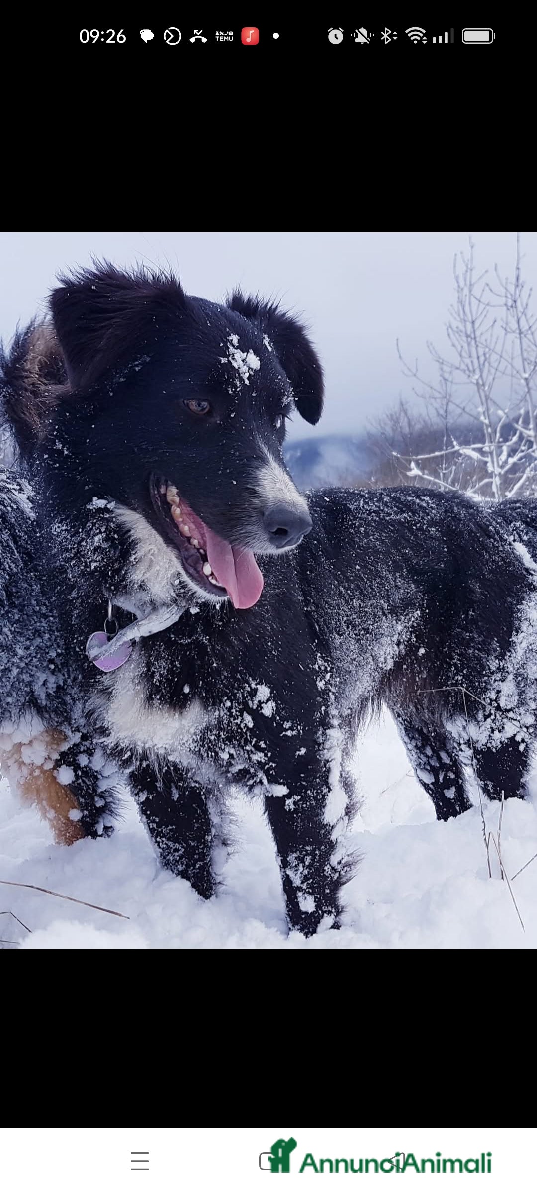 Australian Shepherd cani Pastore australiano femmine  - Annuncio 1