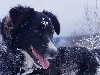 Australian Shepherd cani Pastore australiano femmine - Annuncio 1