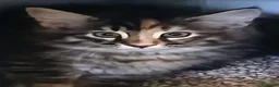 Norvegese gatti in vendita: Cucciolata di Norvegese delle Foreste - Annuncio 6
