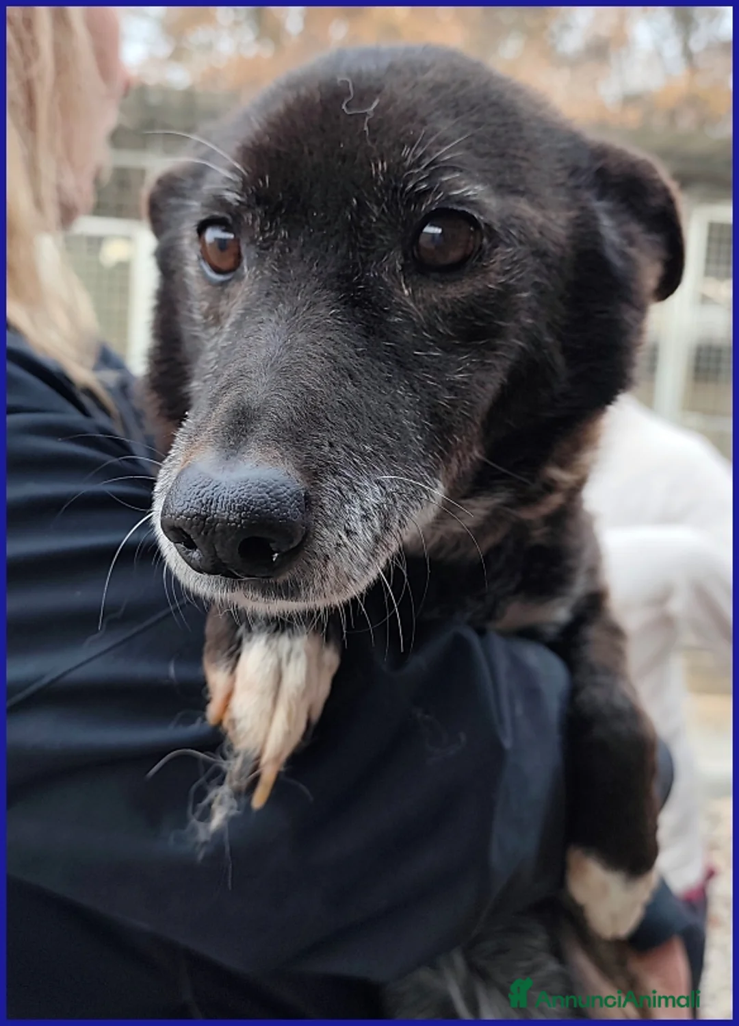 Meticcio cani in regalo: TATA MATILDA 14 ANNI, TUTTA LA VITA IN CANILE  - Annuncio 10