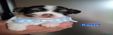 Chihuahua Cucciolo 1