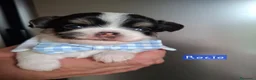 Chihuahua cani in vendita: Chihuahua pelo lungo  - Annuncio 4