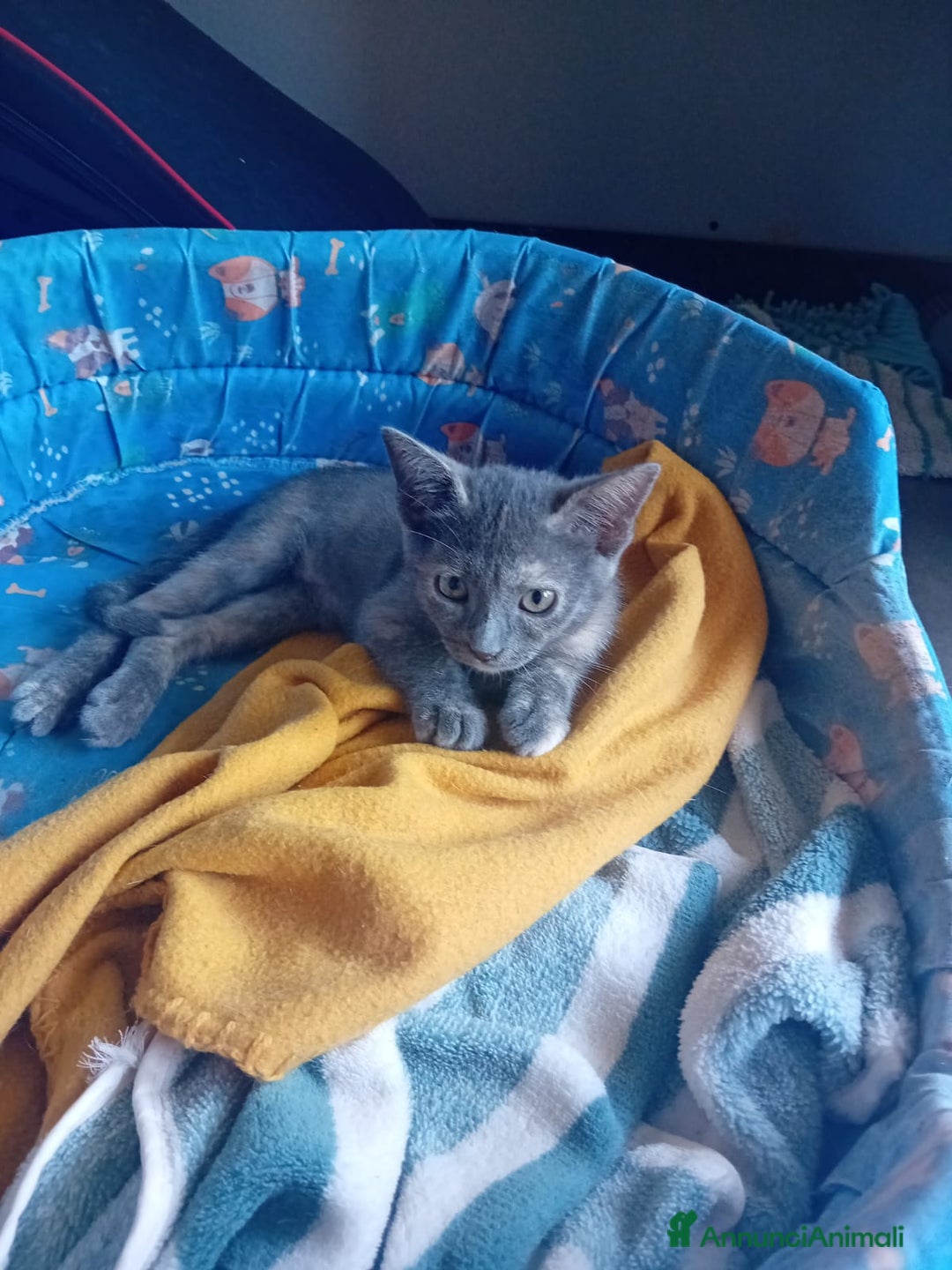 Meticcio gatti in regalo: SOS SOS TEMPESTA - Annuncio 4