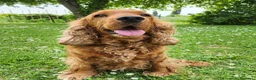 Cocker cani in vendita: Cuccioli di cocker a Provincia di Padova - Annuncio 2