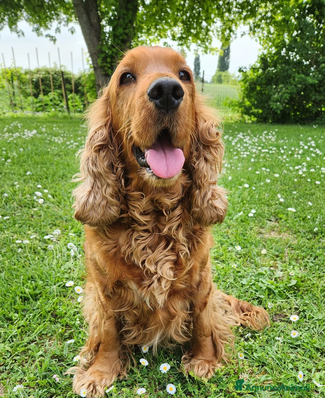Cocker cani in vendita: Cuccioli di cocker a Provincia di Padova - Annuncio 2