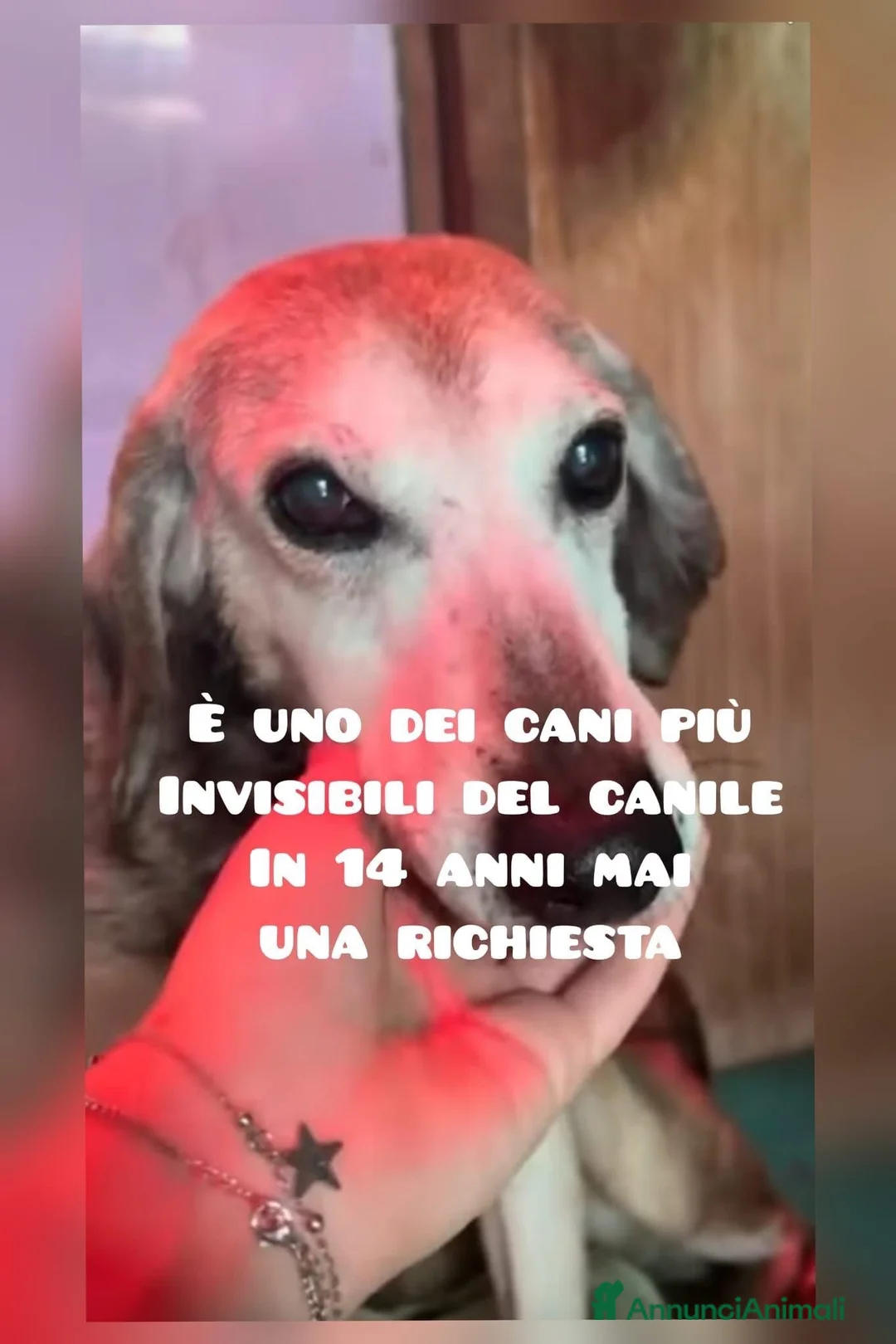 Meticcio cani in regalo: ADOZ.DEL💔:il più invisibile del canile,tristissim - Annuncio 1
