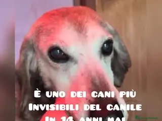 Meticcio cani ADOZ.DEL💔:il più invisibile del canile,tristissim - Annuncio 30