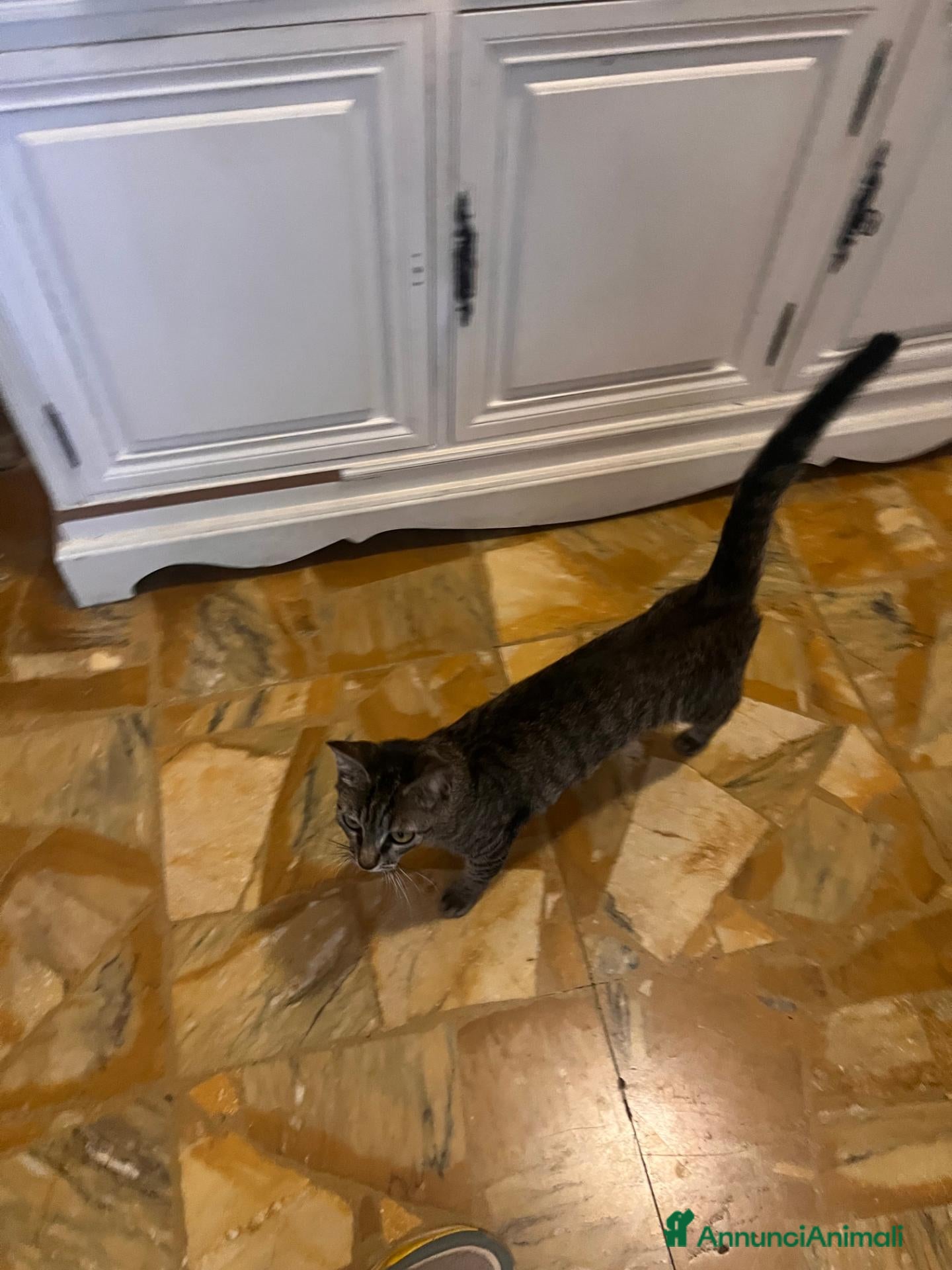 Meticcio gatti GATTINA  - Annuncio 9