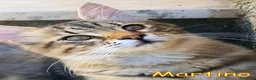 Europeo gatti in regalo:  MARTINO GATTINO TIGRATINO - Annuncio 3