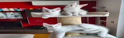 Maine Coon gatti in vendita: Cuccioli Maine Coon Silver - 3 maschi disponibili - Annuncio 7