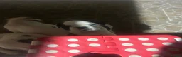 Bulldog Francese cani in vendita: Cuccioli  - Annuncio 8