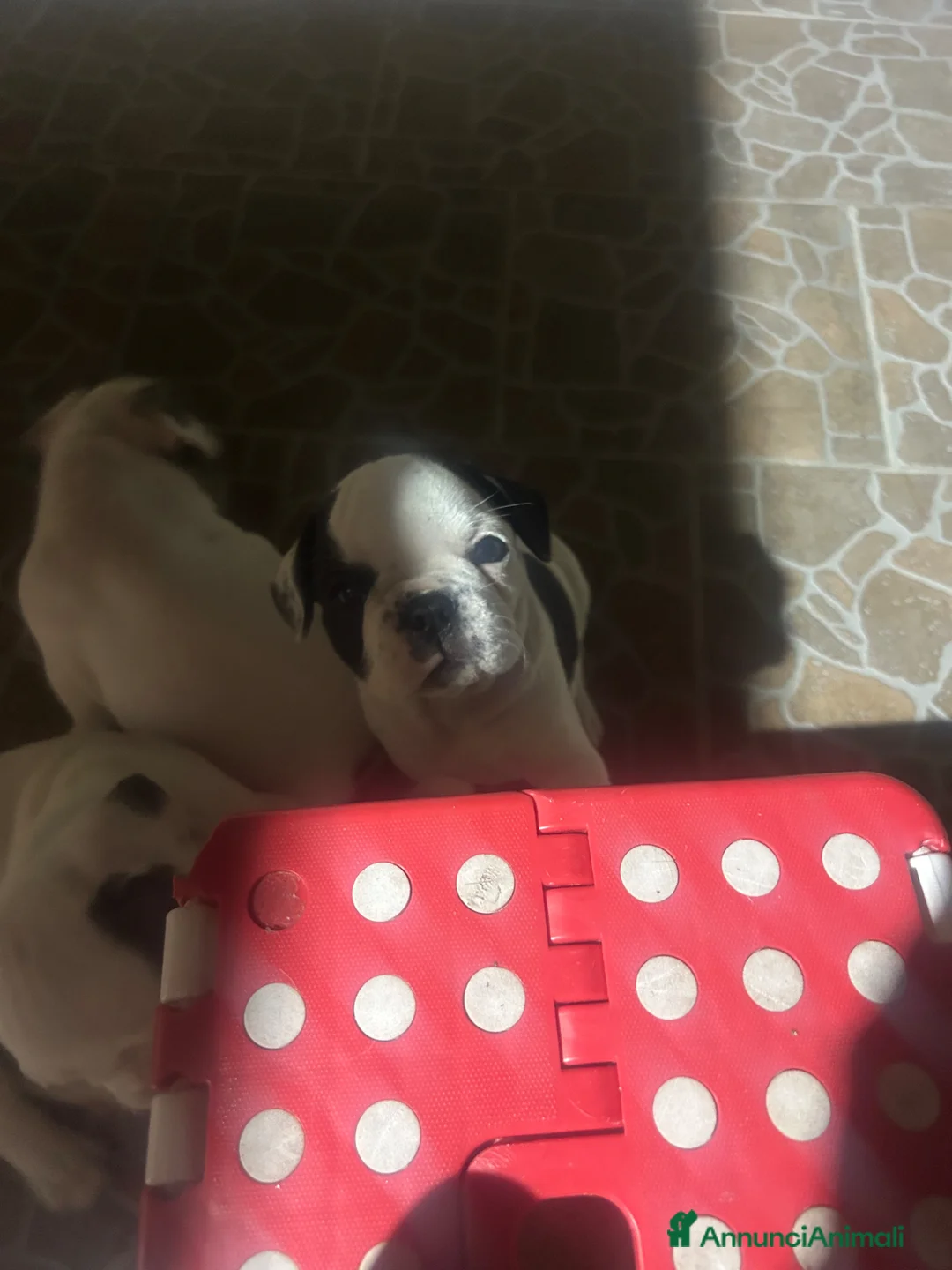 Bulldog Francese cani in vendita: Cuccioli  - Annuncio 8