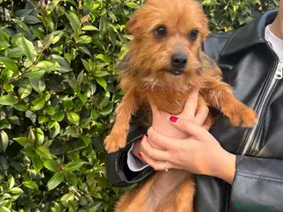 Meticcio cani METICCINA tg P - Annuncio 17