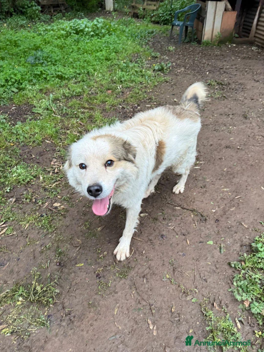 Meticcio cani in regalo: MILO ASPETTA UNA MAMMA  - Annuncio 3