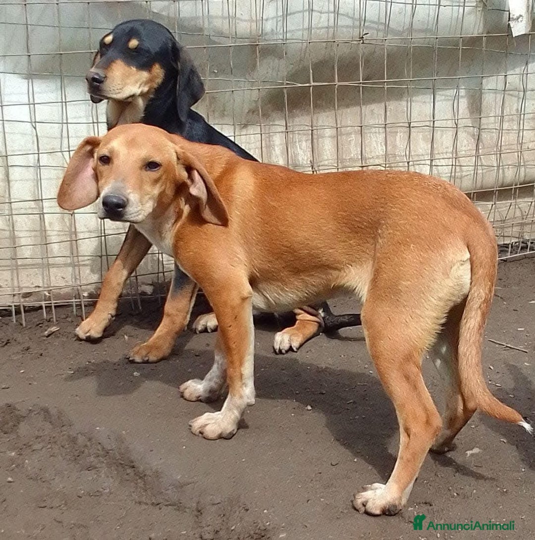 Segugio dell'Appennino cani in regalo: MUSA mix segugetta taglia medio piccola - Annuncio 5