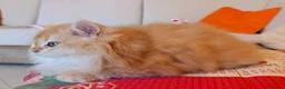 British gatti in vendita: British Golden cucciolo - Annuncio 5