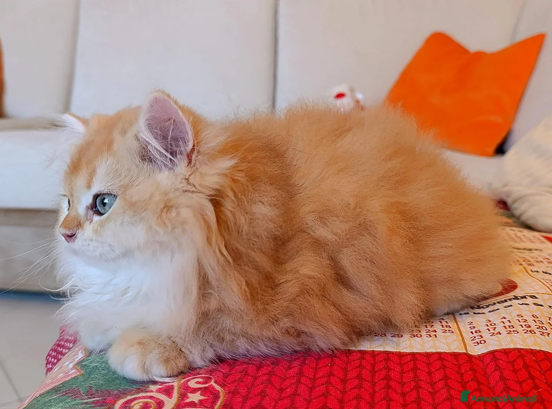 British gatti in vendita: British Golden cucciolo - Annuncio 5
