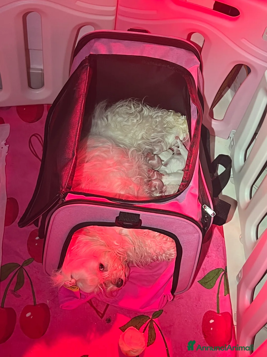 Maltese cani in vendita: Maltese - Annuncio 2