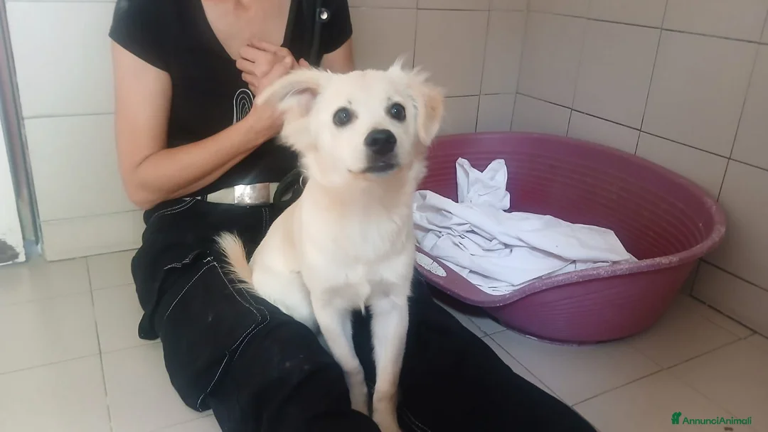 Meticcio cani in regalo: FIOCCO CERCA LA SUA FAMIGLIA PER LA VITA - Annuncio 2