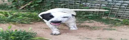 Meticcio cani in regalo: UNA MAMMA PER PEPA a Provincia di Varese - Annuncio 3