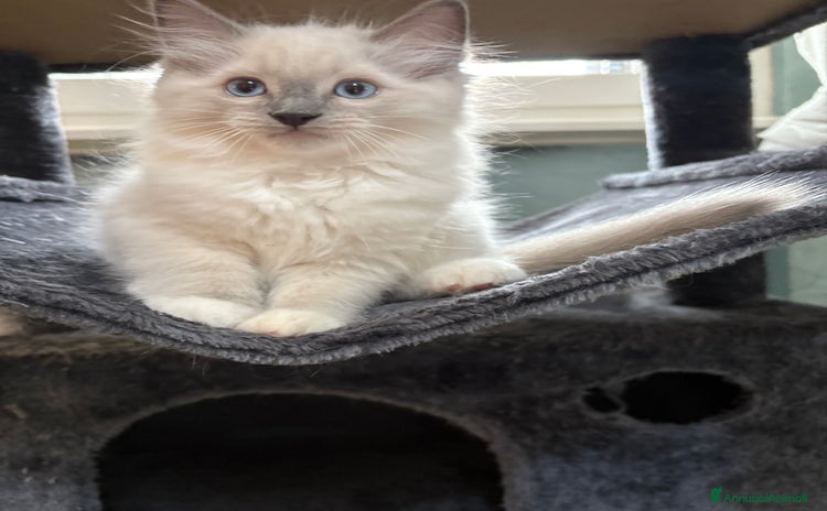 Ragdoll gatti - Annuncio 17