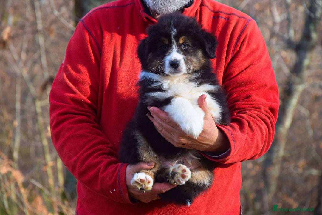 Australian Shepherd cani in vendita: Cuccioli di pastore australiano pronta consegna  - Annuncio 2