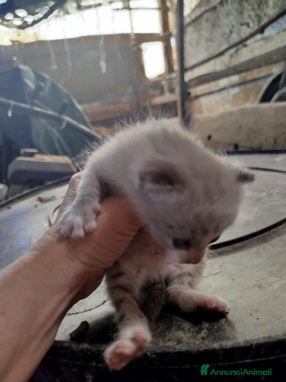 Meticcio gatti ADOZ.DEL💔:cuccioletta, sta tra i boschi! URGENTE! - Annuncio 1