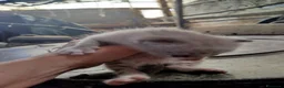 Meticcio gatti in regalo: ADOZ.DEL💔:cuccioletta, sta tra i boschi! URGENTE! a Città Metropolitana di Torino - Annuncio 1