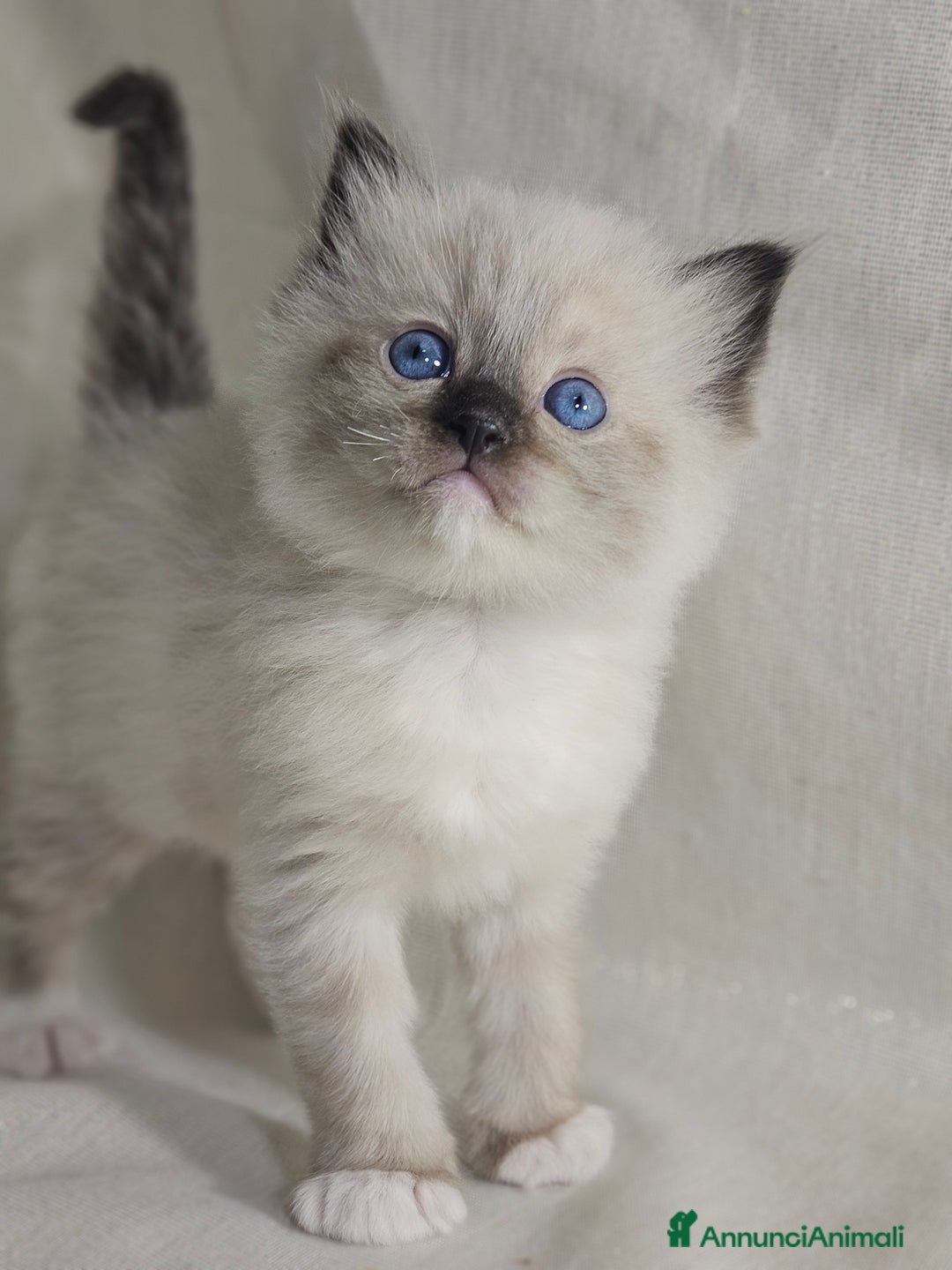 Ragdoll gatti in vendita: Stupenda cucciolata Ragdoll - Annuncio 7