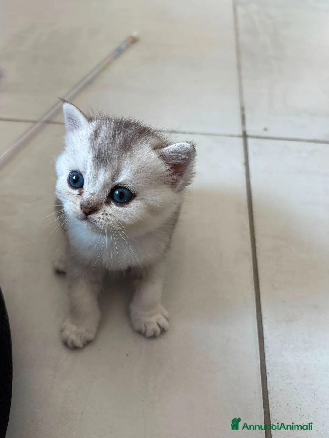 Scottish gatti in vendita: Bellissimi cuccioli di scottish straight/fold - Annuncio 8