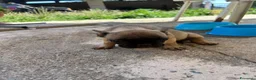 Bulldog Francese cani in vendita: Cuccioli di bulldog francese - Annuncio 9