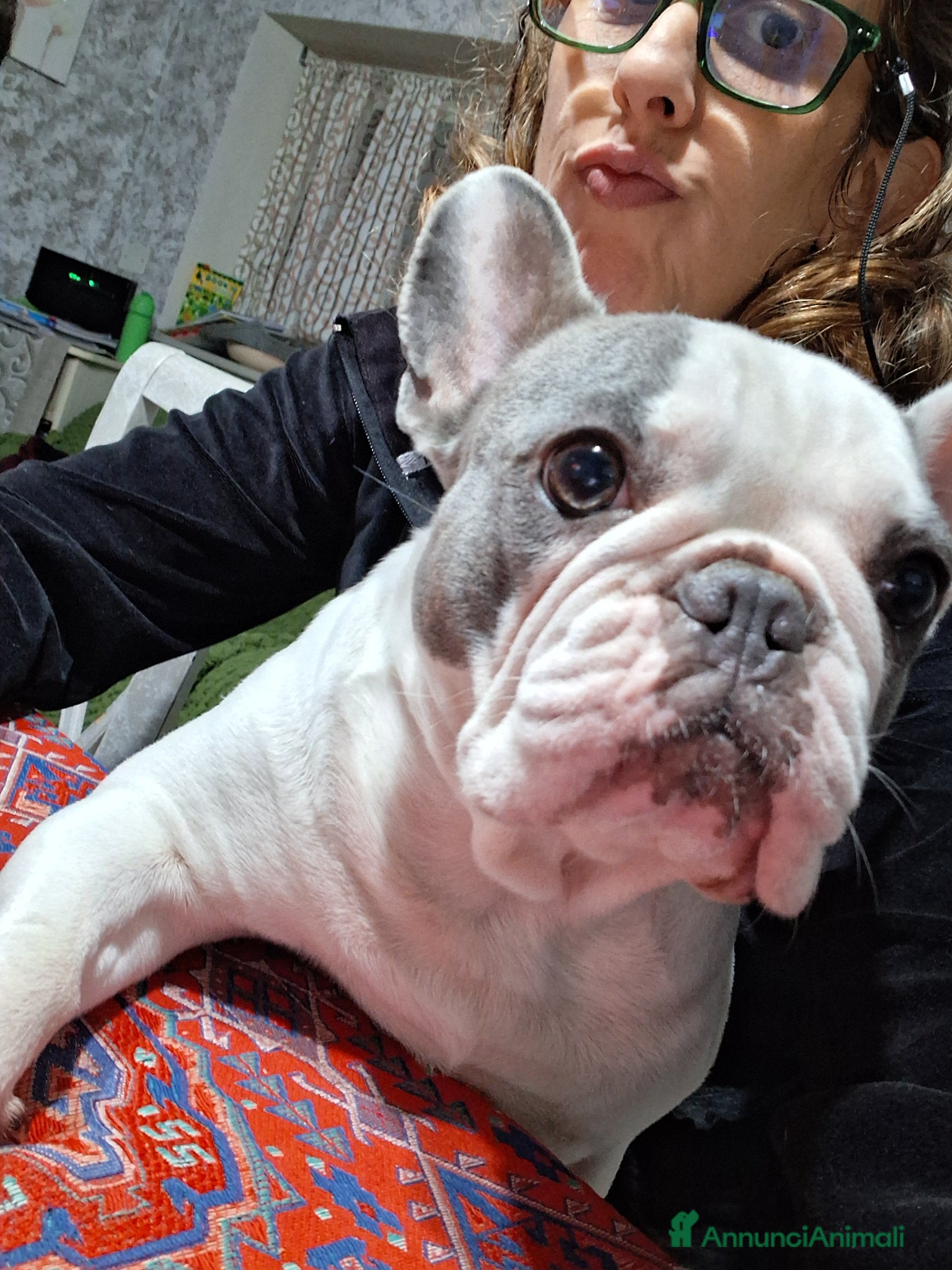 Bulldog Francese cani in vendita: Cuccioli di bulldog  - Annuncio 1