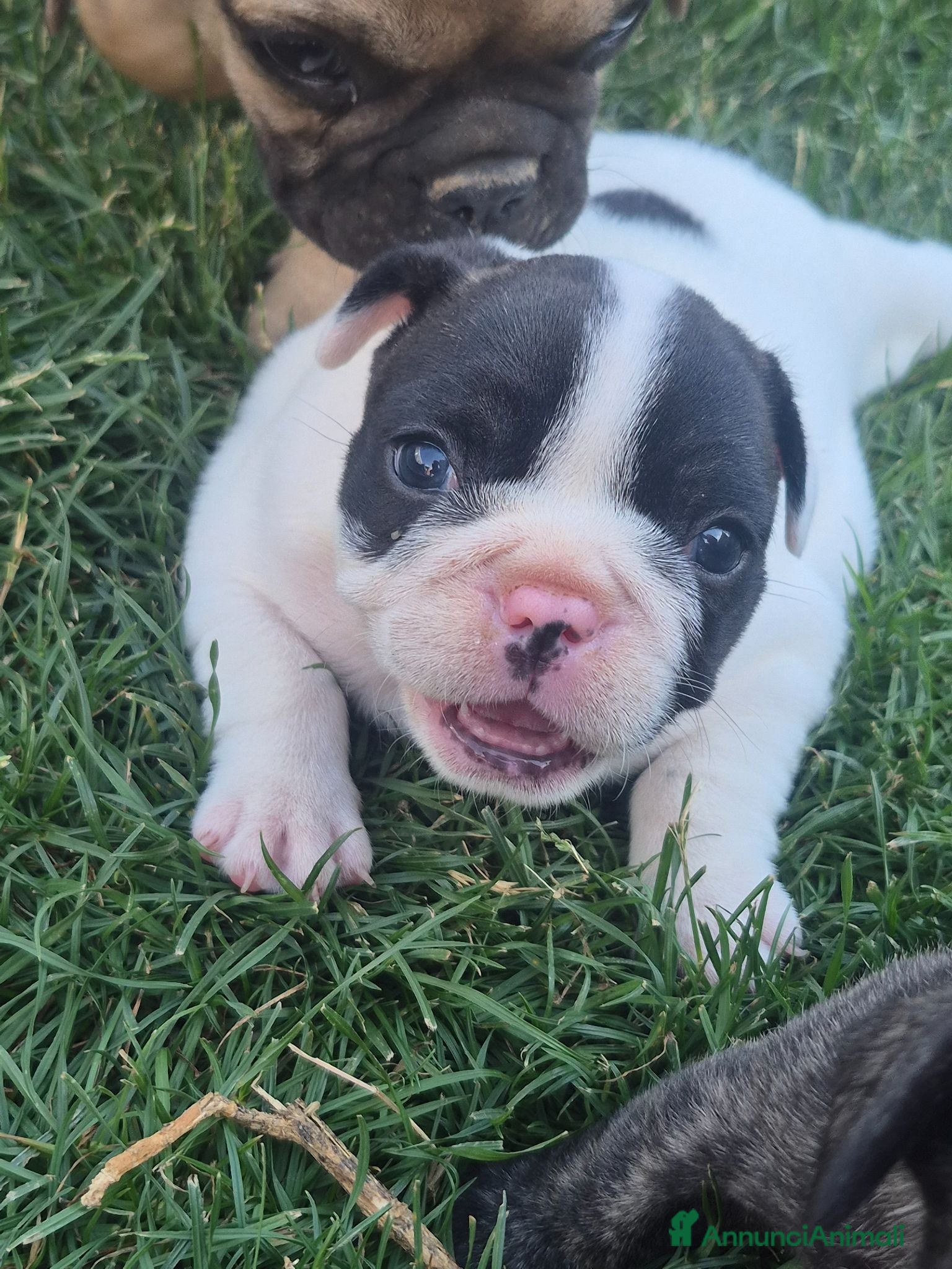 Bulldog Francese cani Bulldog francese  - Annuncio 6