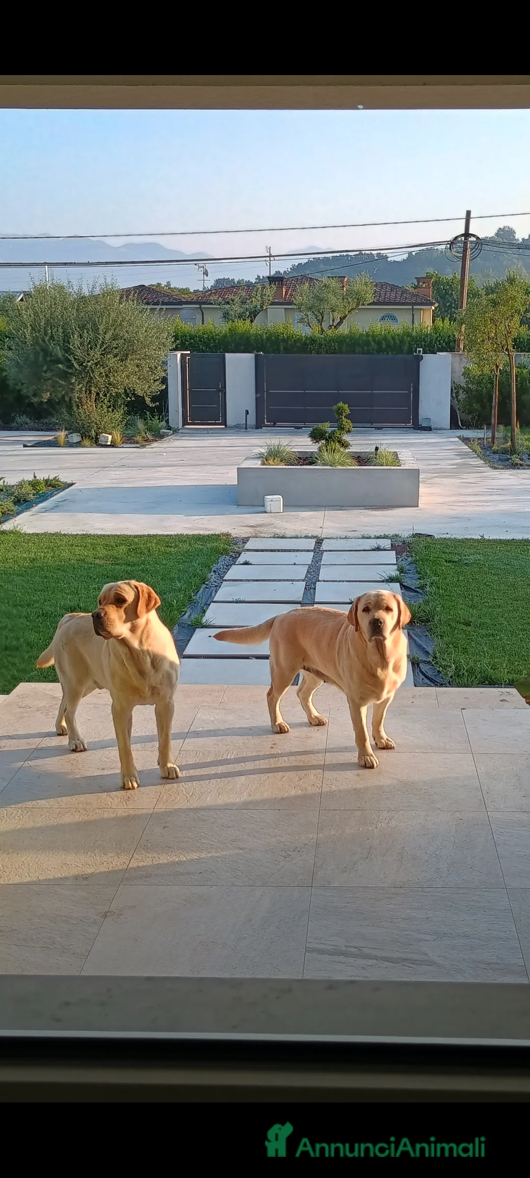 Labrador cani in vendita: Cuccioli Labrador Retriever gialli con pedigree  - Annuncio 3