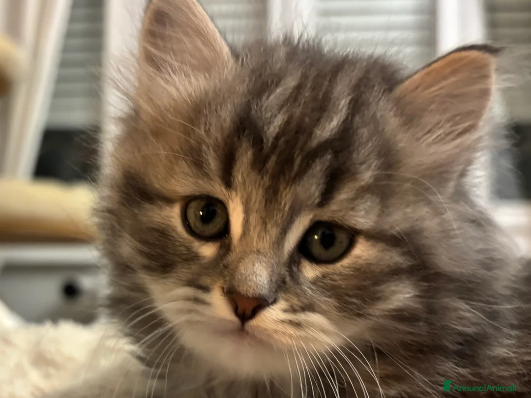 Siberiano gatti in vendita: Siberiano gattino ipoallergenico - Annuncio 8