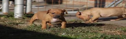 Pitbull cani in vendita: Cuccioli Pit Bull con Pedigree anche a rate - Annuncio 5