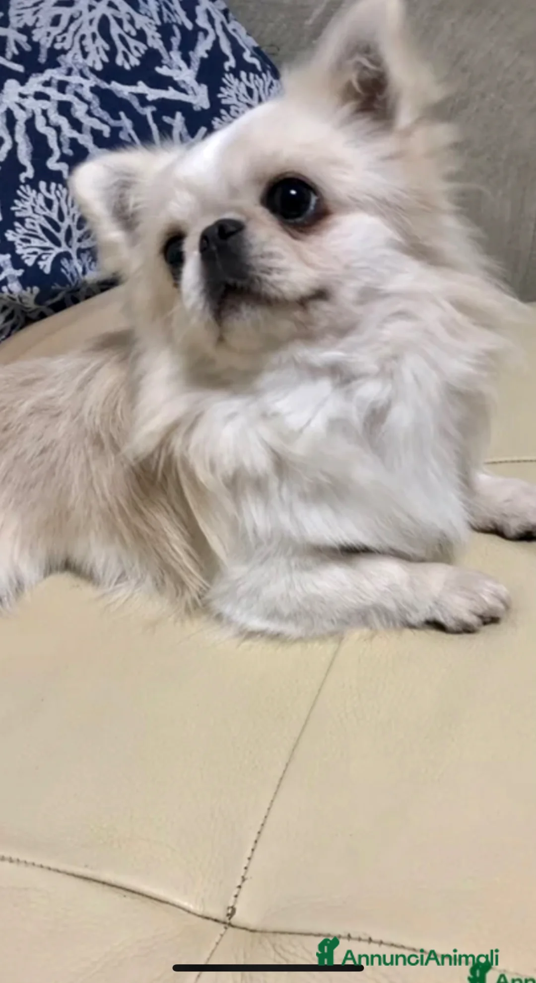 Chihuahua cani in vendita: Maschietto pelo lungo  - Annuncio 1