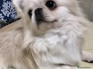 Chihuahua cani Maschietto pelo lungo - Annuncio 21