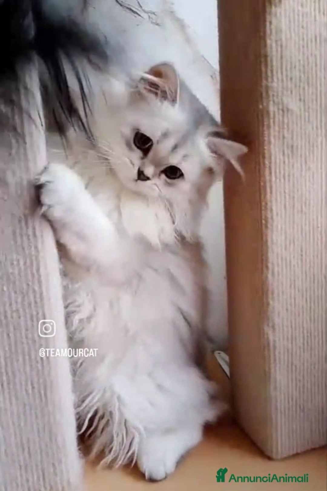 British gatti in vendita: Cucciolo British longhair con pedigree  a Città metropolitana di Milano - Annuncio 3