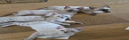 Bengala gatti in vendita: Cucciolo gatto bengala  - Annuncio 8