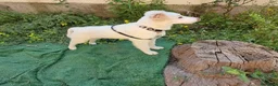 Meticcio cani in regalo: Eda cerca casa 🏡 a Provincia di Monza e della Brianza - Annuncio 14
