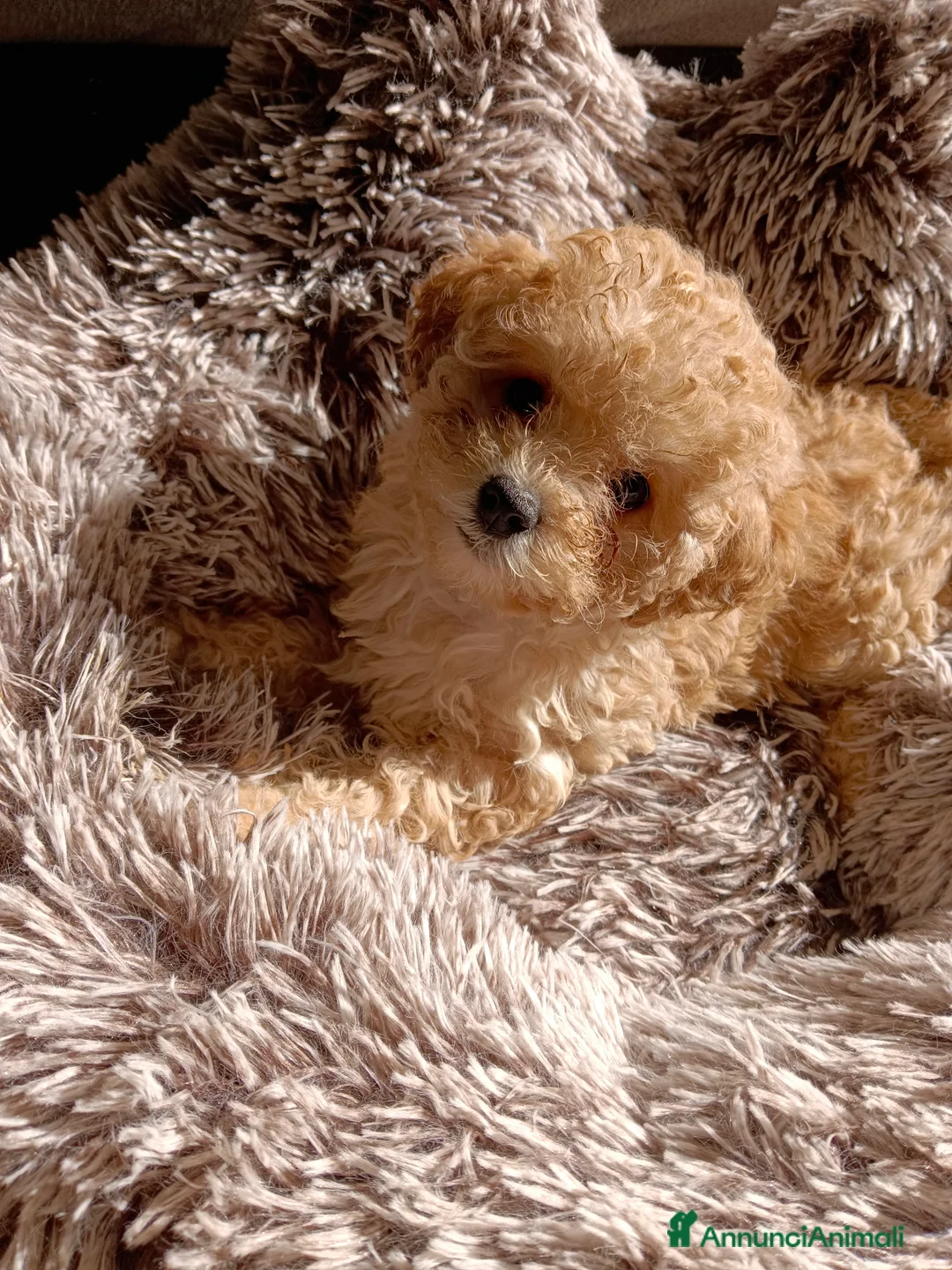 Barboncino Toy cani in vendita: BARBONCINO TOY - Annuncio 1