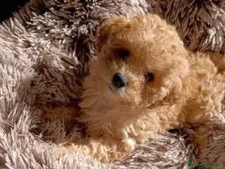 Barboncino Toy cani BARBONCINO TOY - Annuncio 13