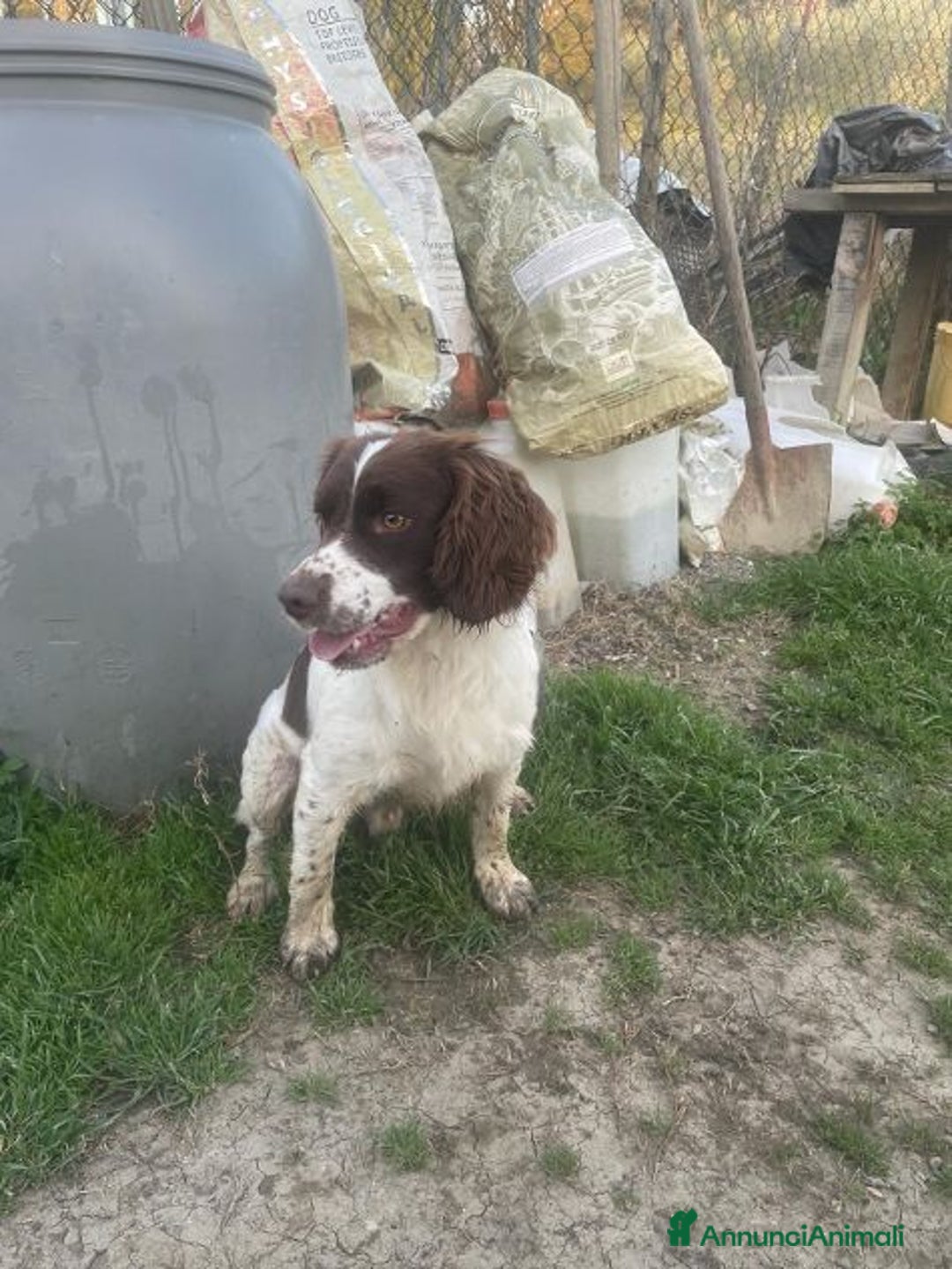 Meticcio cani in regalo: LUCIO simpatico! - Annuncio 2