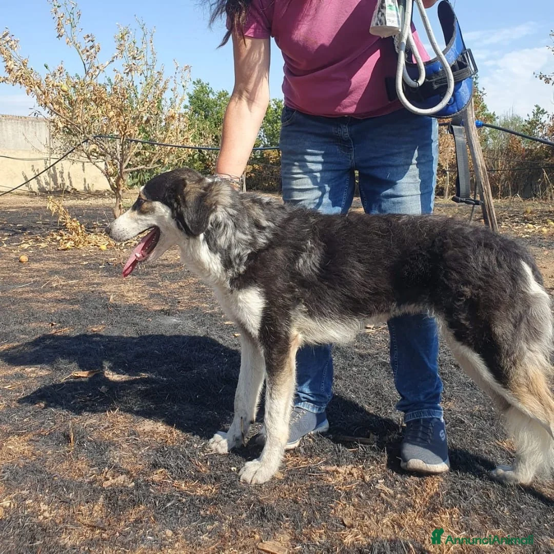 Meticcio cani in regalo: BRETZEL 🩷 IMPOSSIBILE NON SORRIDERLE a Provincia di Modena - Annuncio 4